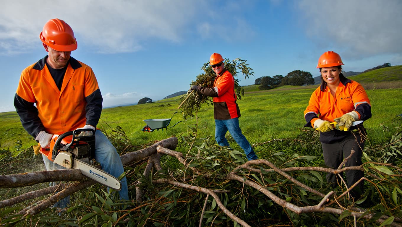 Branches and brush disposal in Marin County — yard waste removal